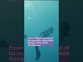 Prince Merman! William Shares Impressive Diving Skills In The Bahamas 🧜‍♂️
