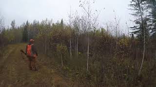 Ruffed Grouse with Maddi the Brittany! #birddog #rgs #brittany #gooddog