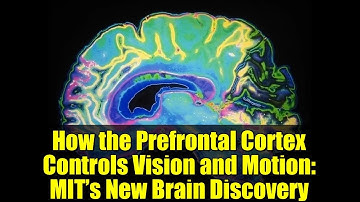 How the Prefrontal Cortex Controls Vision and Motion: MIT’s New Brain Discovery
