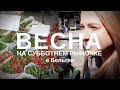 ВЕСНА В ЕВРОПЕ / ПРОГУЛКА ПО РЫНОЧКУ / СЫР / ТЮЛЬПАНЫ ИЛИ ПИОНЫ?