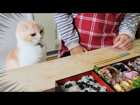 ご馳走を目の前に子猫と犬達が我慢の限界でこうなっちゃいました...