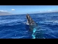 Amazing Close Encounter With Two Humpback Whales in Maui!