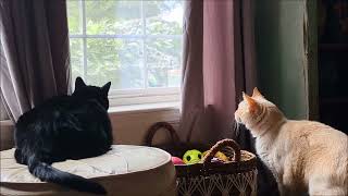 old man cats watching a bird destroy my window screen