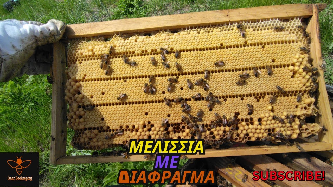 Μελίσσια με Διάφραγμα (25/04 )| Άνοιξη 25' | Μελισσοκομία Όναρ