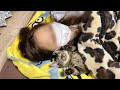 寝る時はいつも飼い主と添い寝しないと眠れない子猫
