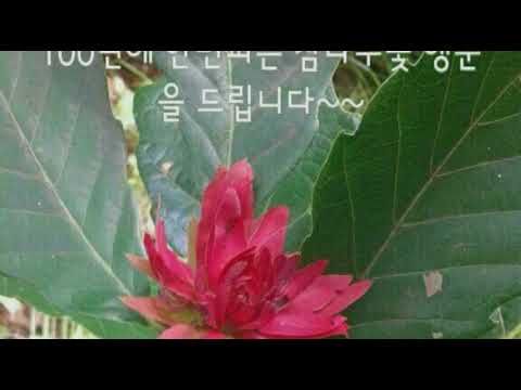 [everysing] 어젯밤 이야기