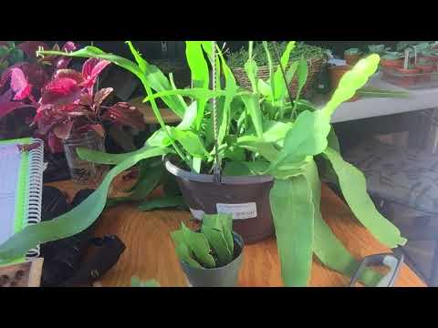 Potting Orchid Cactus Cuttings