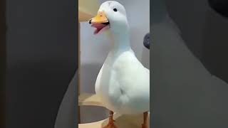 laughing duck 🤣🦆