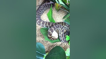 Stimson Python Feeding