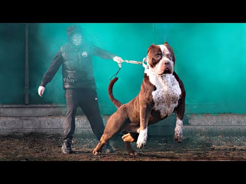 Video: Bir Pit Bull Neden Sizin İçin Doğru Köpek Cinsi Olabilir?