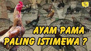 Myth or Fact? Is the Pama Chicken More Special Than the Mangon Chicken and the Bangkok Chicken?