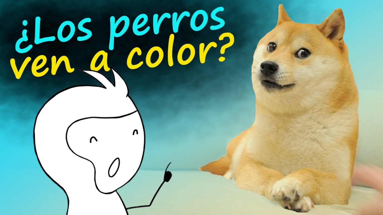 ¿Los perros ven en blanco y negro? - YouTube