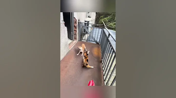 Watch the video about What happens when a cat and a dog get together ? #foryou #petsempire #funnypet #funny #petsrule