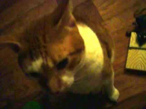 Indifferent cat! (An oxymoron)