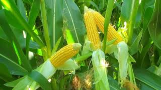Crop Scouting! - #221