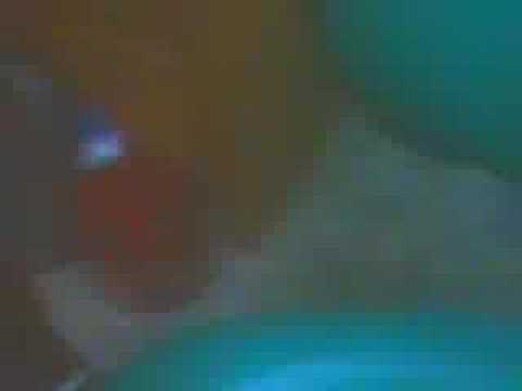 發春小貓滾滾滾