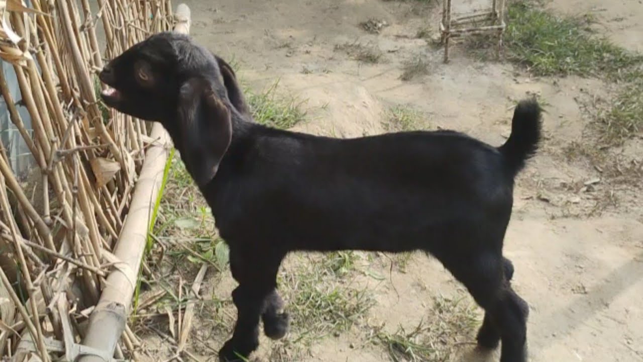Nature, Silence & a Lovely Goat 🐐 | My Animal Friend