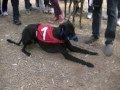 Carrera De Galgos El Naranjal 07/06/2015