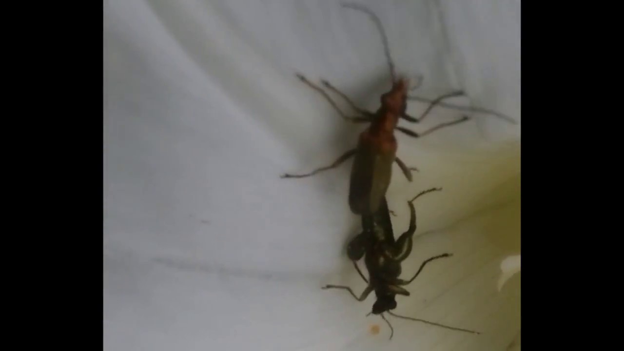 Thick-legged Flower Beetles Breeding (Oedemera nobilis)
