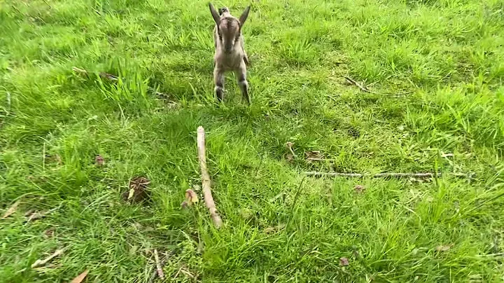 Daily dose of Cuteness Baby goat