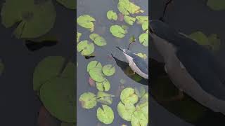 蓮池中的生命力及生物多樣性2022070302
