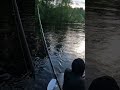 Поймали рыбу мутанта в реке на утренней зорьке #shorts #форель #беглянка