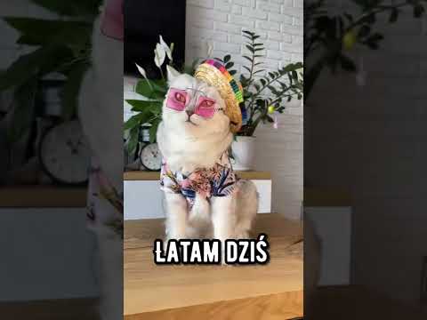 Wideo: Boston SWAT Make A Chic Kitty Condo dla swojego ulubionego kota