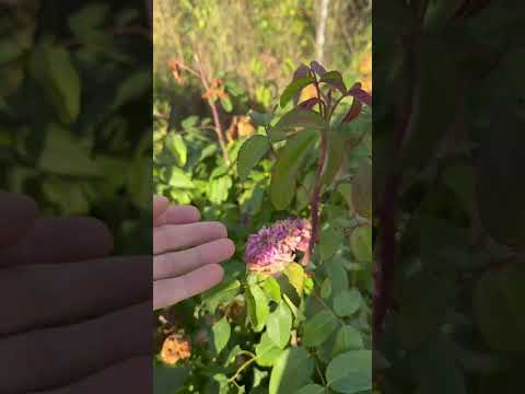Базальные побеги частые