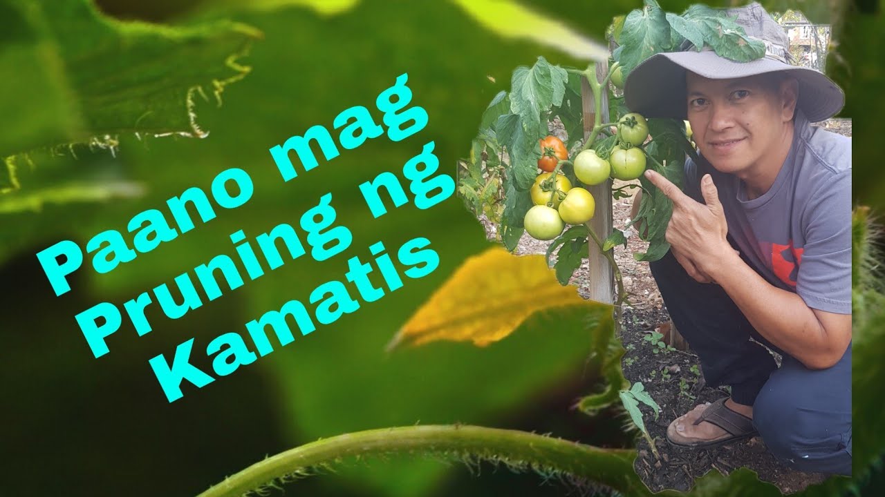 Paano mag Pruning ng Kamatis - YouTube