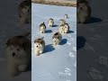 Alaskan Malamute Puppies First Time Playing And Running In The Snow Shorts Malamute Puppy Alaskan Malamute Puppies First Time Playing And Running In The Snow Shorts Malamute Puppy
