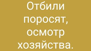 Свиноводство в селе/ отбой поросят/ обзор хозяйства.