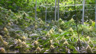 Medical marijuana certification given green light, business on the move to West Virginia