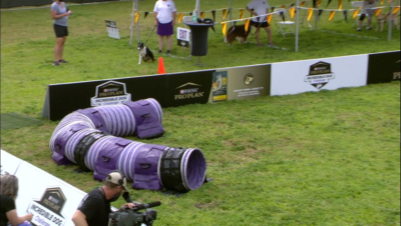 The 2021 Purina Pro Plan Incredible Dog Challenge 1st Place Results