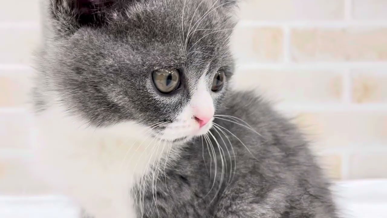 ブリティッシュショートヘア | ペットショップ マルワン 小さめ子犬