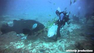 Hand feeding giant Groupers, Beqa, Fiji.