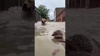Heroic Dog Saves Hedgehog from Swift Flood Waters #DogRescue #HedgehogHelp #FloodSafety