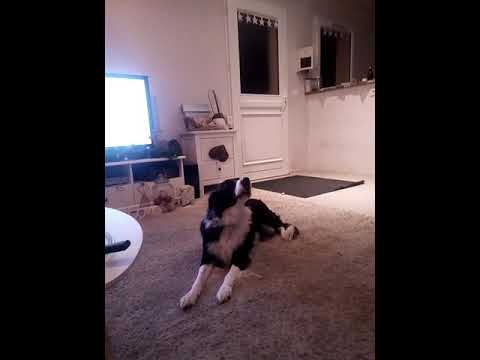 Chien Qui Fait Le Loup