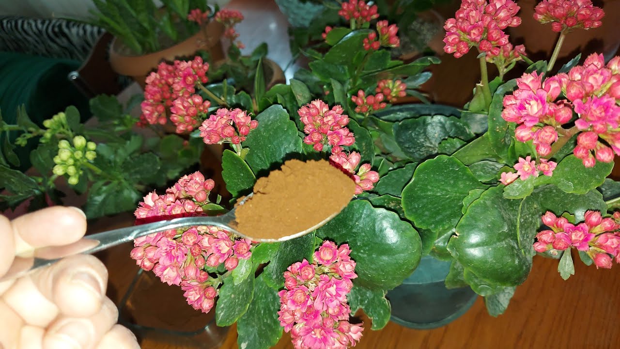 Sadece Üstüne Biraz SERPİŞTİRİN Açmayan Kalanşolar Aniden Birçok Tomurcuk Yapıyor Çiçek Coşturan 