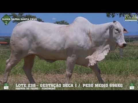 LOTE 238