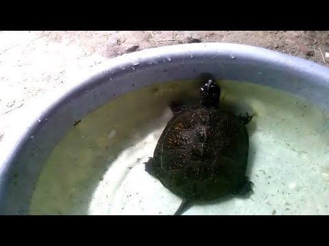 Европейская болотная черепаха.