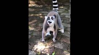 Adorable Lemur Sounds in South Africa