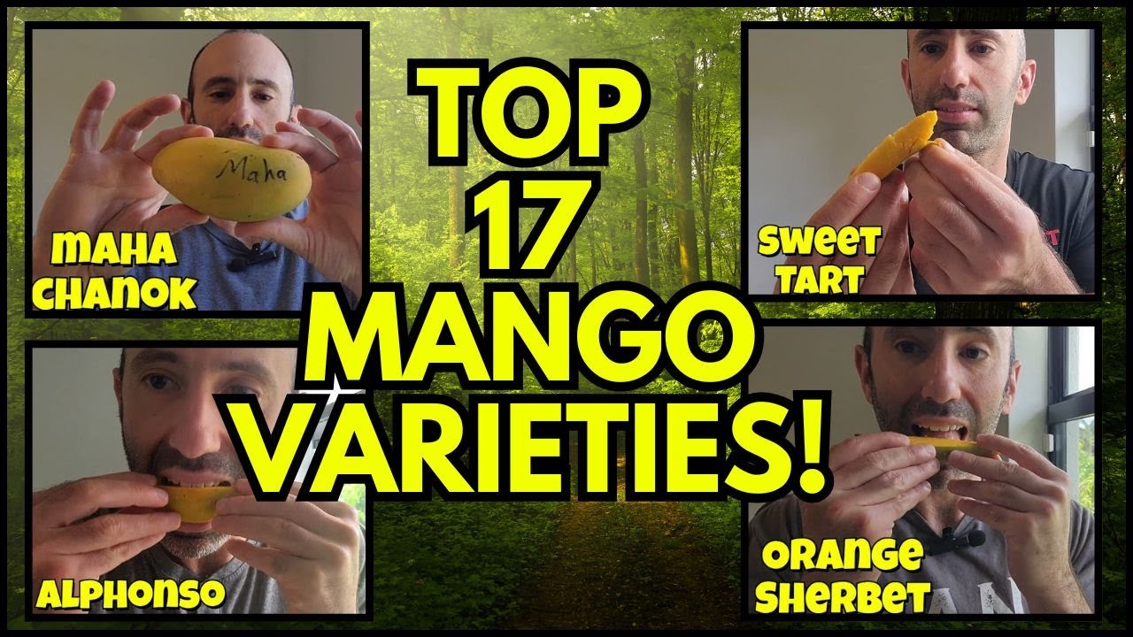 Рейтинг всех 17 сортов манго, которые я пробовал!