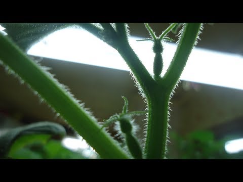 Ольга Чернова Новые Видео 2022 Года