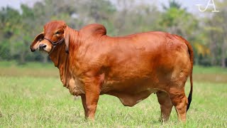 RANCHO LOS NARANJOS BRAHMAN ROJO; UN PROTOTIPO CONFORMADO CON NÚMEROS Y PRODUCTIVIDAD DE SUS VACAS.