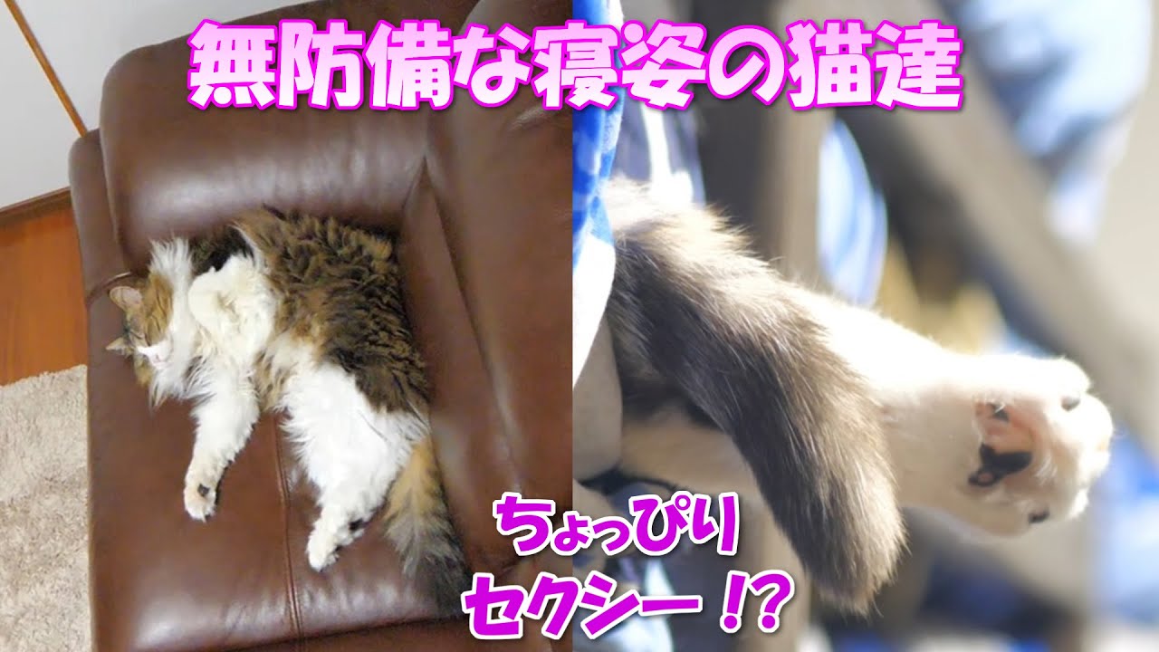 猫達の無防備な寝姿が超セクシー Youtube