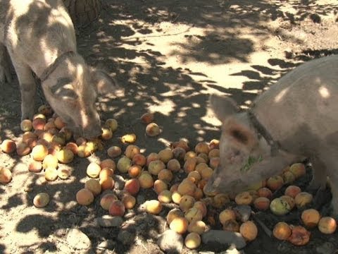 ატმის ირგვლივ ატეხილი აჟიოტაჟი გრძელდება