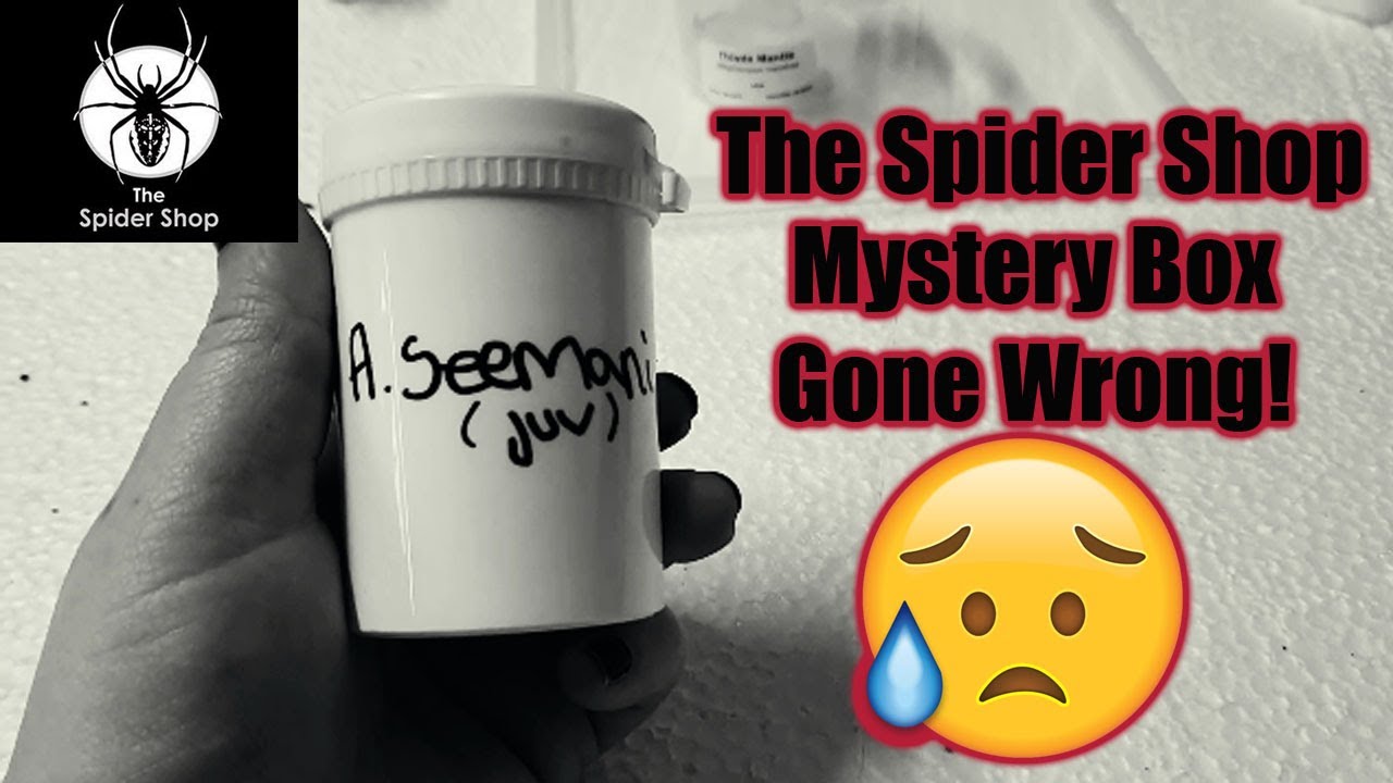 The Spider Shop Mystery Box Ended With Horrifying Dread!!!
