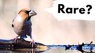 Finding 2 New Bird Species In A British Woodland