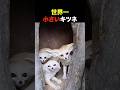 世界一小さいキツネ