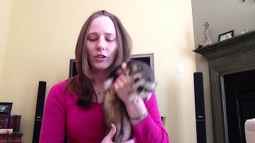 Ferret Training 101 (Very first video I made on training!)